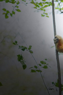 Souvenirs d'un singe doré