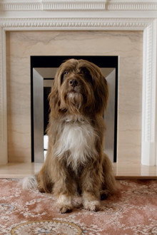 The Dog with the Woman