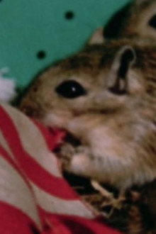 Rat Life and Diet in North America