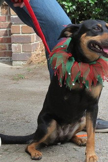 12 Dog Days Till Christmas