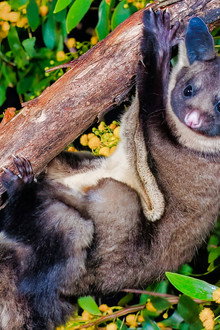 When Marsupials Fly: The Eucalyptus Forests of Australia