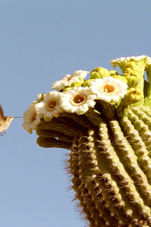 Desert Vows