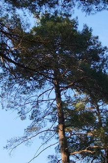 When I'm gone I'd like to be a part of the trees feeling the breeze while the birds freely sing