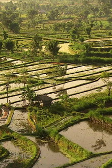 Living Landscapes: Bali