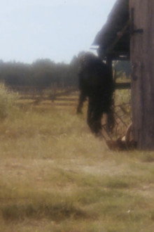 Boggy Creek II: And the Legend Continues