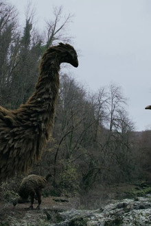 Le mystère des oiseaux géants