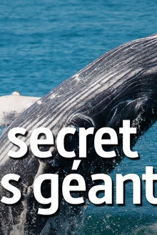 The Cradle of Whales