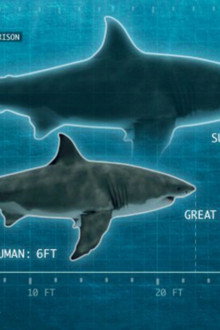 Shark of Darkness: Wrath of Submarine