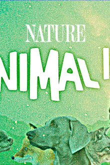 Animal IQ