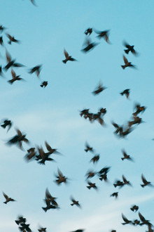 La memoria del vuelo