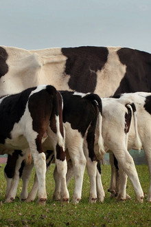The Secret Life of Cows