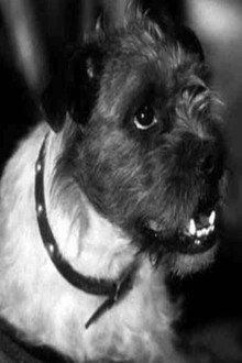 Zero the Dog
