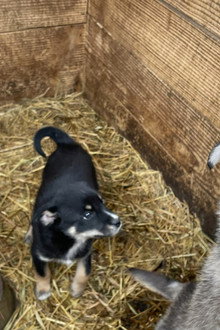犬と戦争: ウクライナで私が見たこと