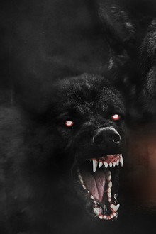 The Dogs