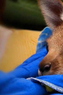 Wildlife Rescue Australia