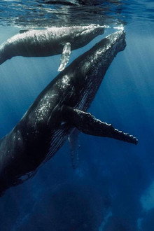 Quand baleines et tortues nous montrent le chemin