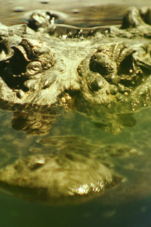 Gatorville