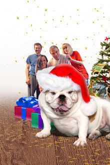 A Bulldog for Christmas