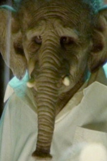 Elefante