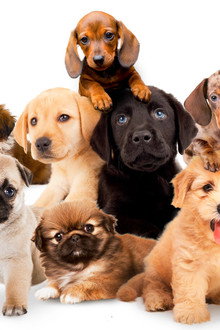 Puppy Time!