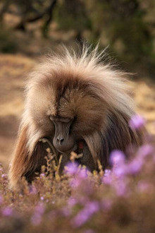Baboon King