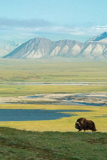 American Arctic