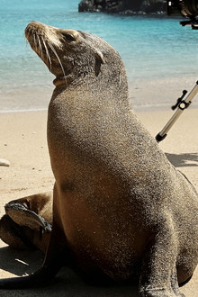 Guardians of the Galapagos