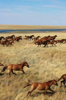 L’Odyssée des animaux