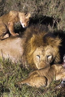Africa's Hunters of the Night