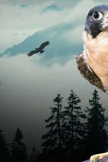 Peregrine Falcon: Lord of the Skies