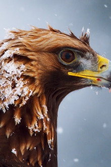 Superpowered Eagles