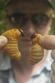 Bugs
