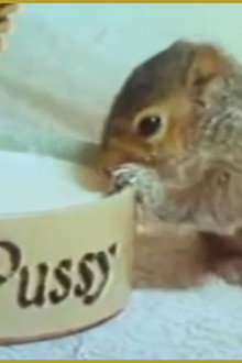 Squirrel on My Shoulder