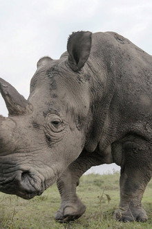 The Last Rhinos: A New Hope