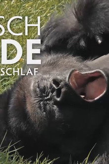 Tierisch müde - Das Rätsel Schlaf