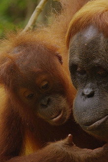 The Last Orangutan Eden