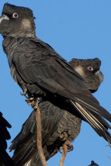 Black Cockatoo Crisis