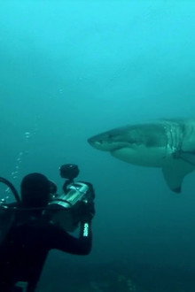 Great White Shark: A Living Legend