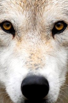 Land of the Lost Wolves