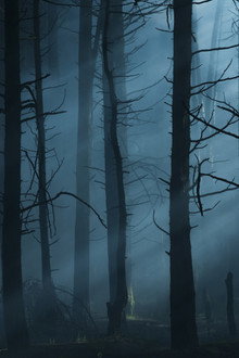 Feral