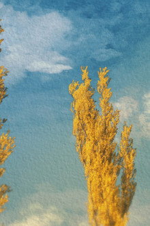 Poplars