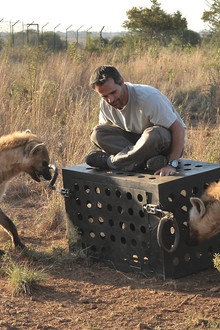 Killer IQ: Lion vs. Hyena