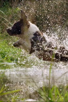 The Secret Life of Dogs