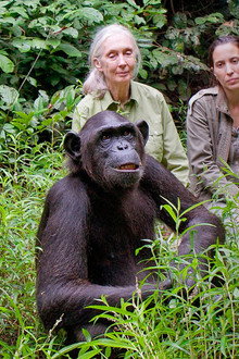 Schimpansen im Kongo mit Jane Goodall