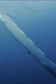 Régalec, premiers contacts avec le poisson roi