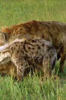 Hyaena: Queen Of The Masai Mara
