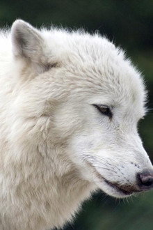 White Wolves - A Cry in the Wild II