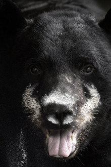 Blow: The True Story of Cocaine, a Bear, and a Crooked Kentucky Cop