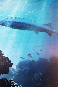 Saving the Dinosaur Fish