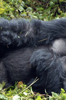 Mountain Gorilla